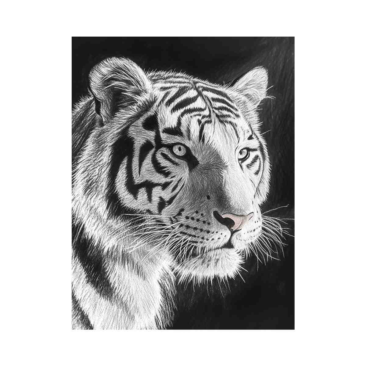 Black and white white tiger Canvas Print