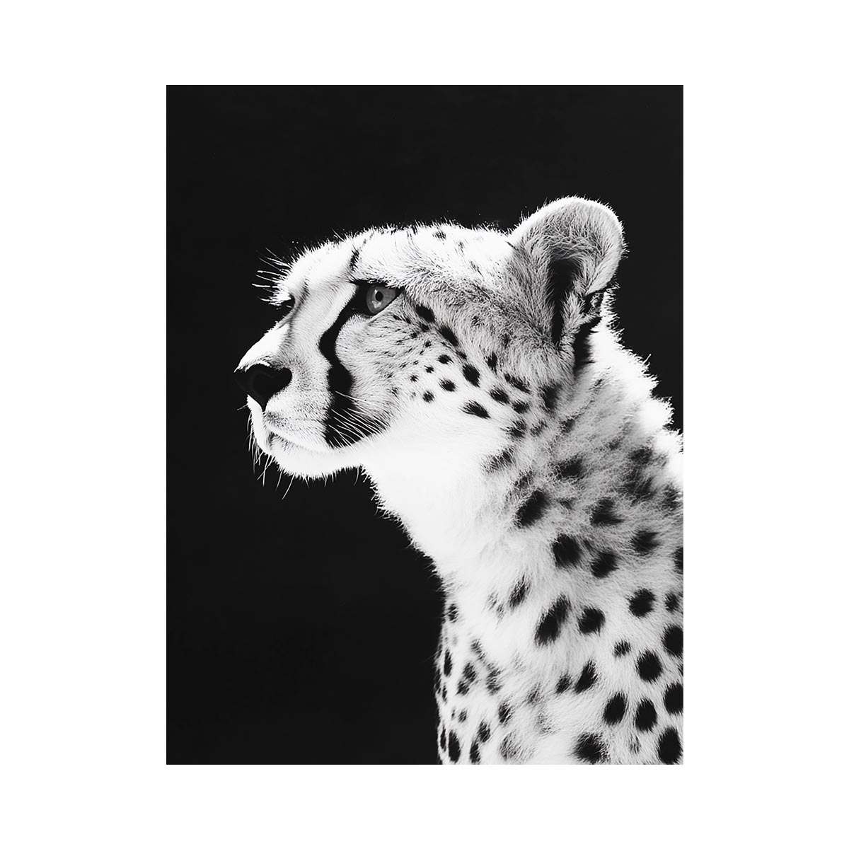 Black and white cheetah portrait Canvas Print