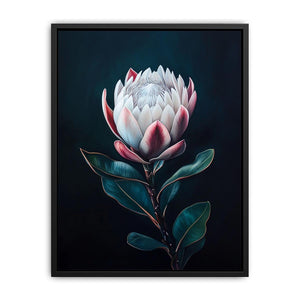 Moody protea flower Canvas Print with dark background