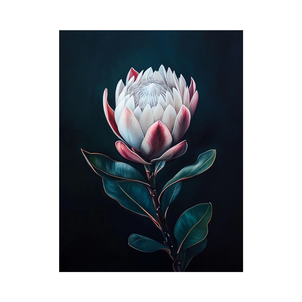 Moody protea flower Canvas Print with dark background