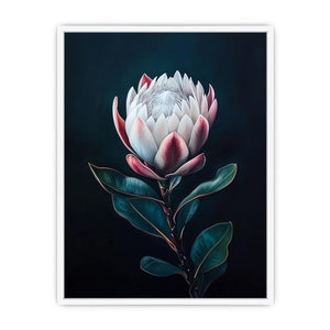 Moody protea flower Canvas Print with dark background