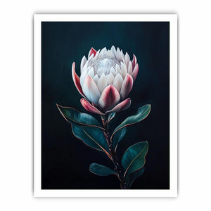 Moody protea flower Canvas Print with dark background