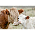 Cow & Calf Serenity