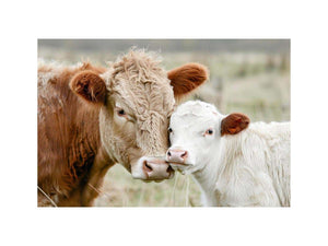 Cow & Calf Serenity