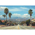 Palm tree boulevard