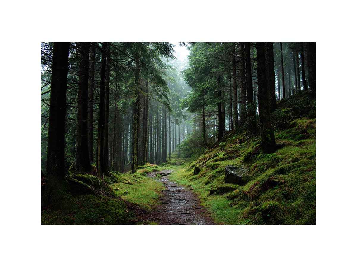 Misty forest path canvas