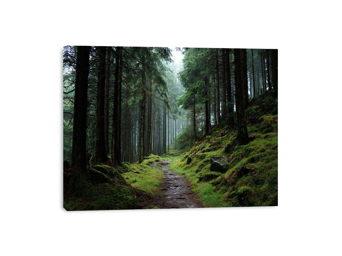 Misty forest path canvas