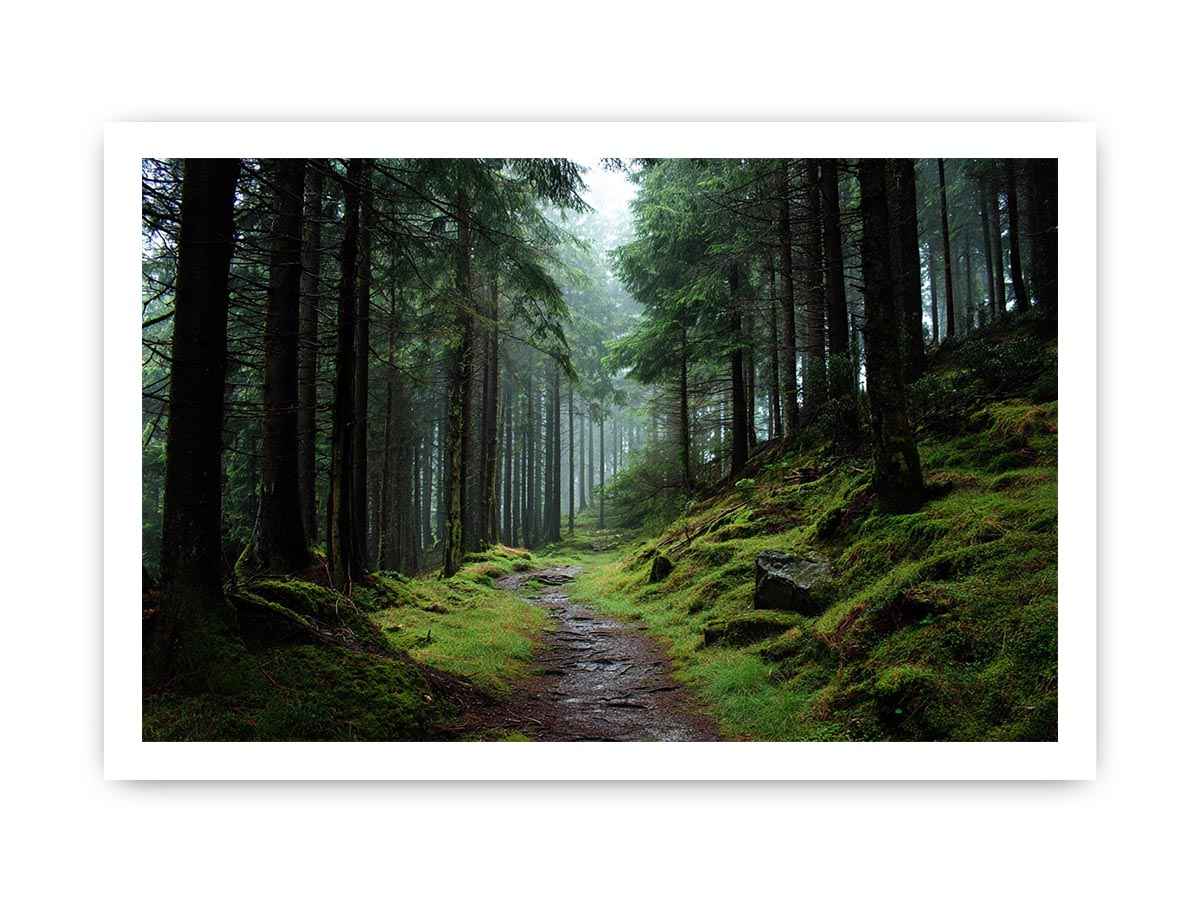 Misty forest path canvas