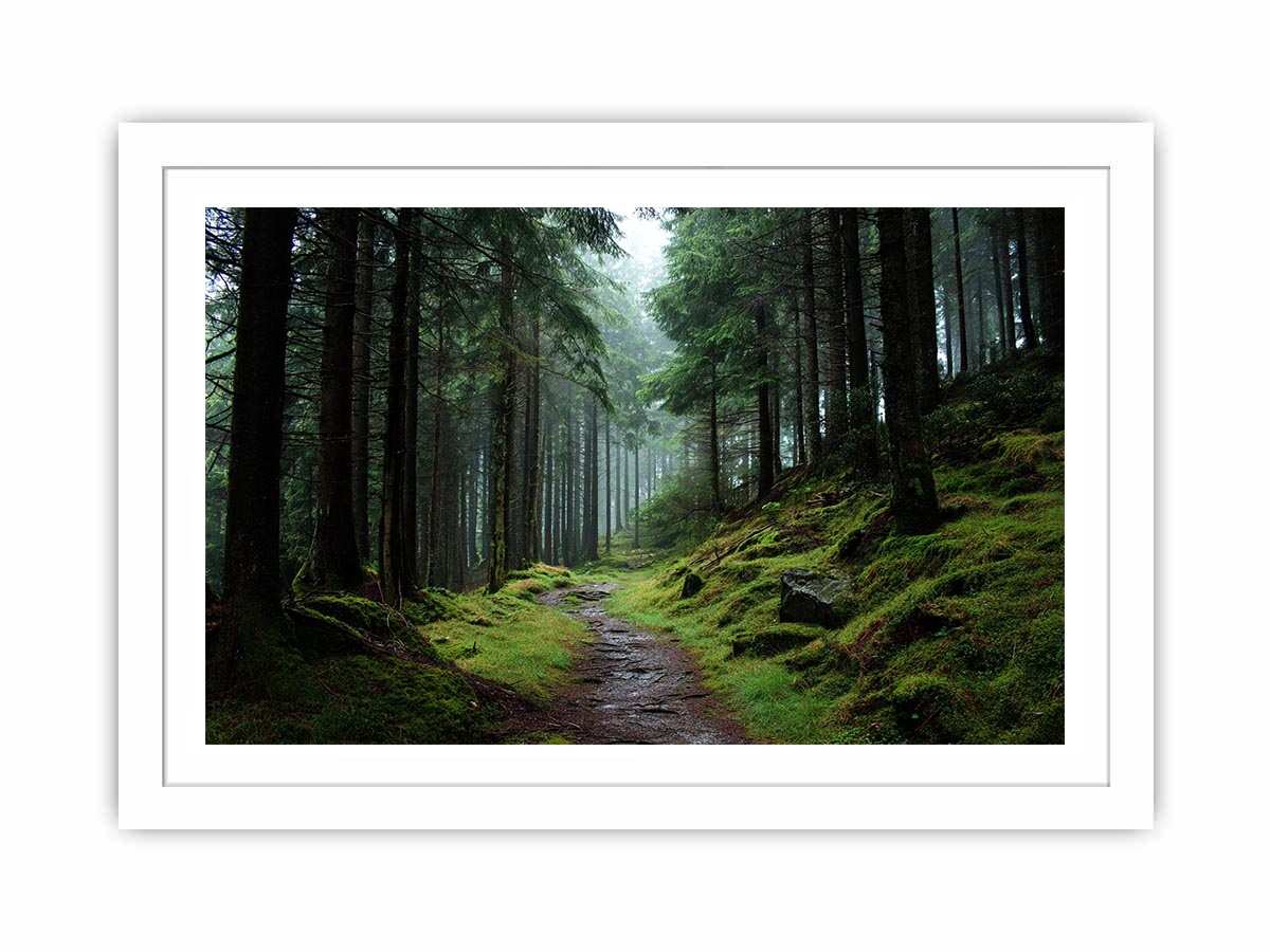 Misty forest path canvas