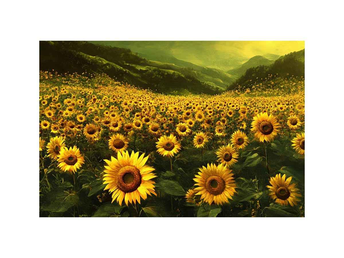Panoramic sunflower valley landscape canvas art for a calm modern living room.