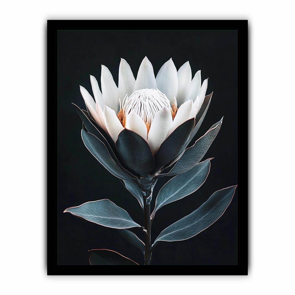 White protea flower artwork with minimalist botanical style