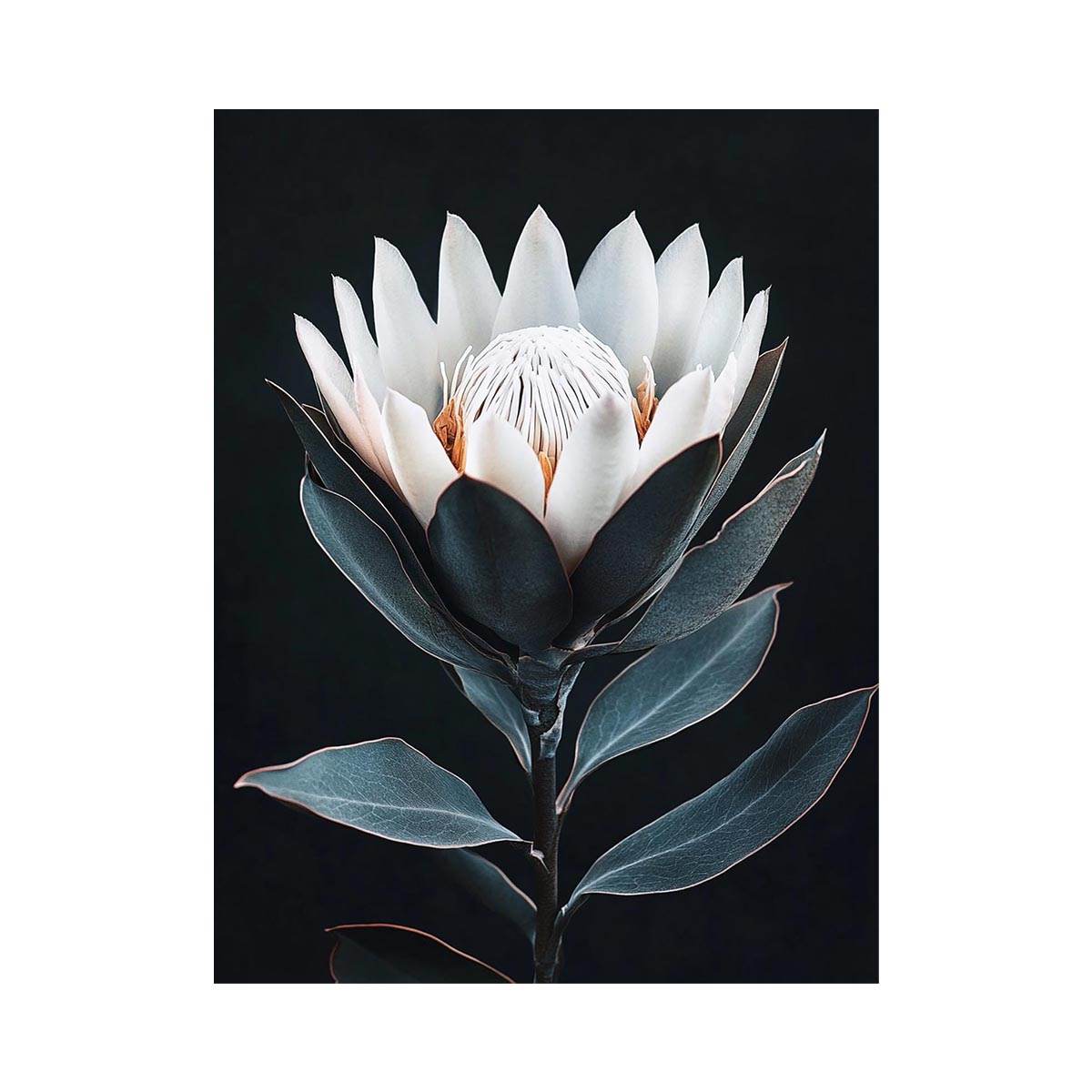 White protea flower artwork with minimalist botanical style