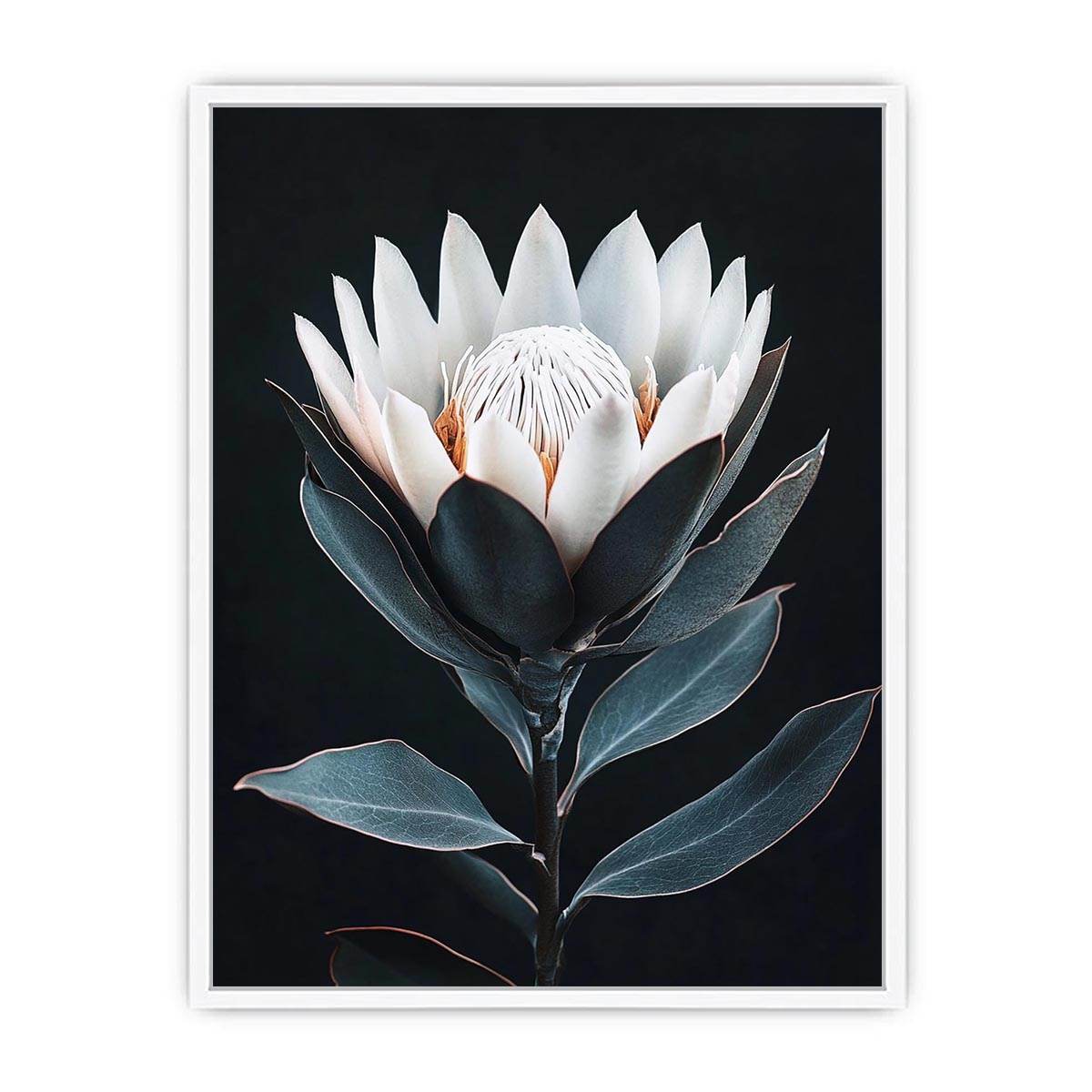 White protea flower artwork with minimalist botanical style