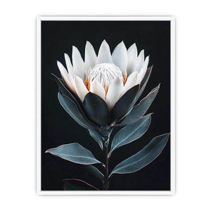 White protea flower artwork with minimalist botanical style