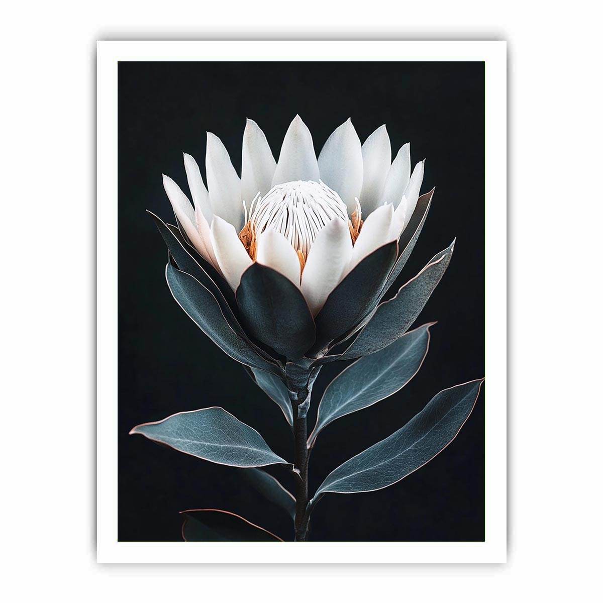 White protea flower artwork with minimalist botanical style