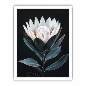White protea flower artwork with minimalist botanical style