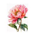 Soft pink peony watercolor botanical illustration with green leaves minimal floral Canvas Print