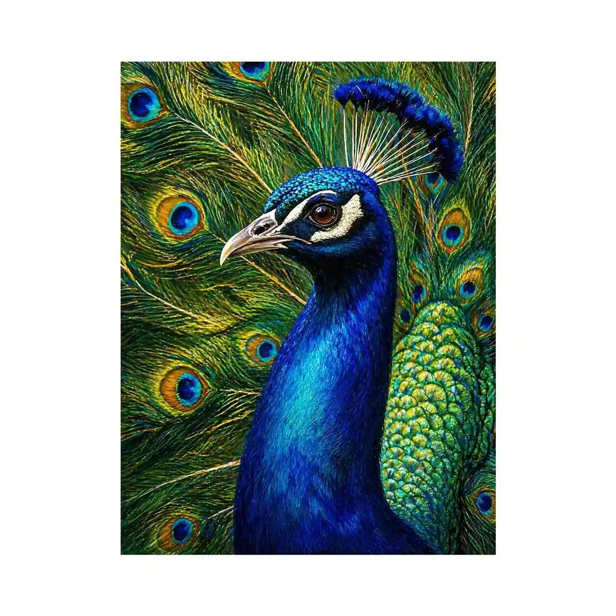 Vibrant peacock Canvas Print with detailed blue and gold feathers