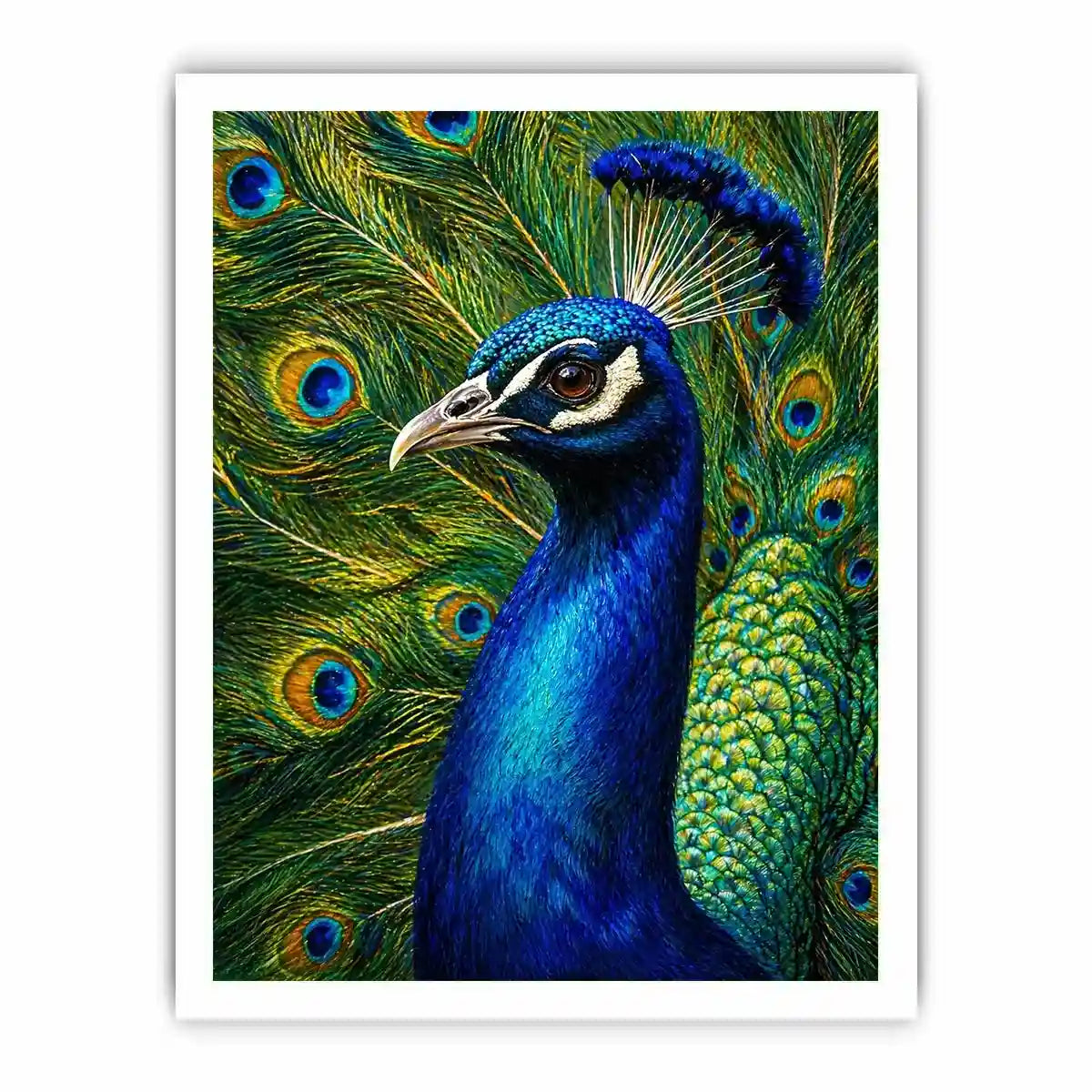 Vibrant peacock Canvas Print with detailed blue and gold feathers