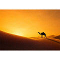desert camel silhouette sunset sand dunes golden light minimalist Canvas Print canvas decor