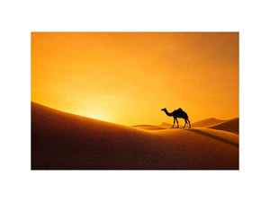 desert camel silhouette sunset sand dunes golden light minimalist Canvas Print canvas decor