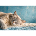 sleeping cat soft pastel cozy pet Canvas Print calm home decor canvas