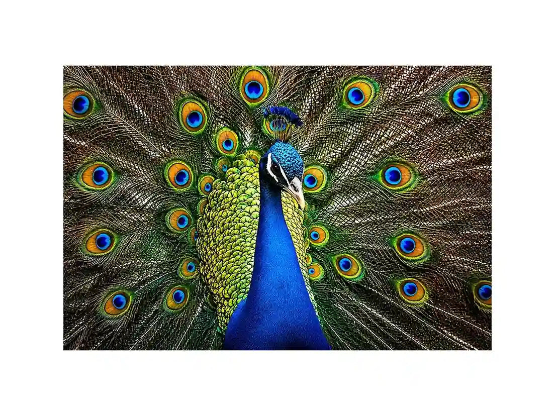 Royal Peacock Majesty Royal peacock wall art with vibrant blue and green feathers luxury wildlife canvas print premium canvas