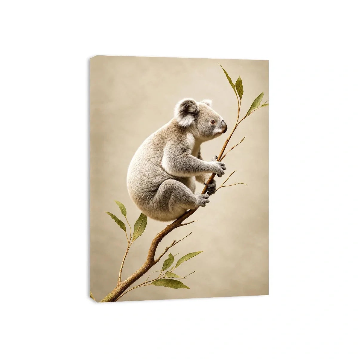   ivory koala canvas art nursery