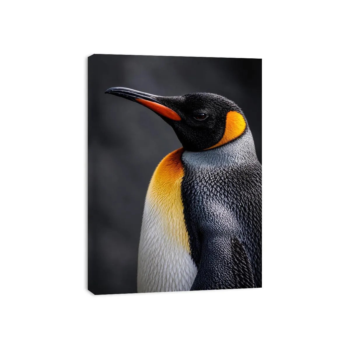   king penguin portrait canvas print bedroom