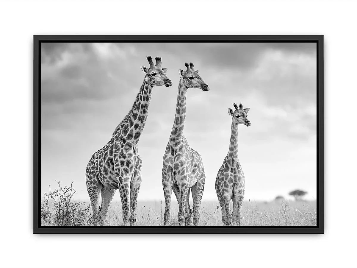 black white giraffe savanna canvas