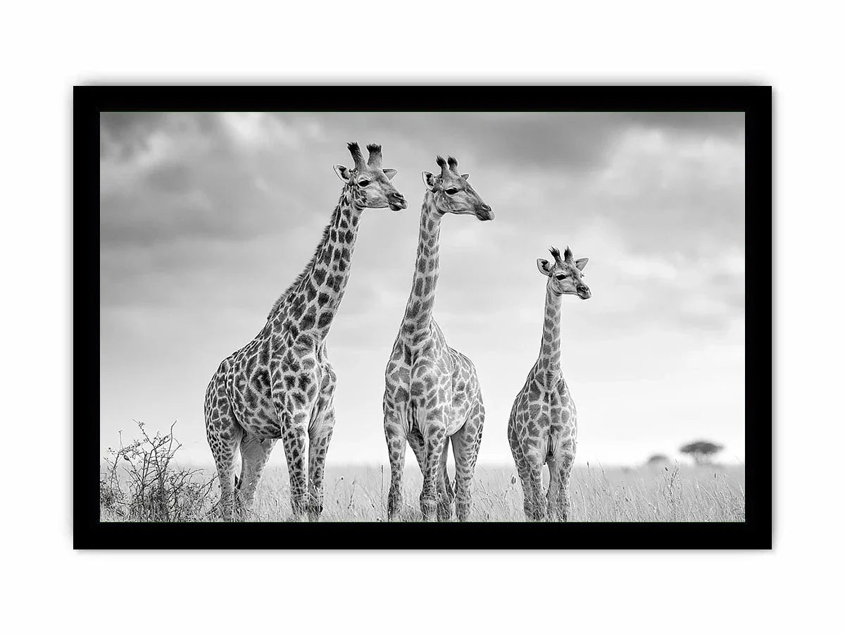 black white giraffe savanna canvas