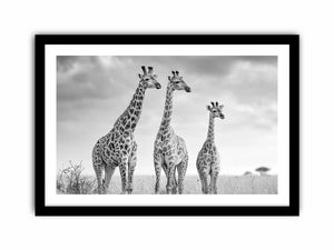 black white giraffe savanna canvas