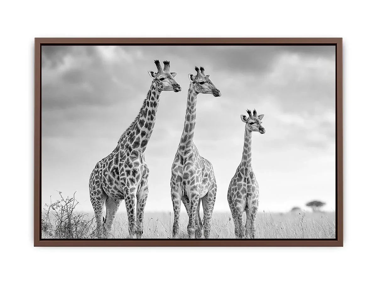 black white giraffe savanna canvas