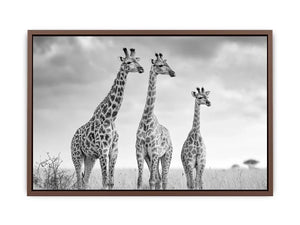 black white giraffe savanna canvas