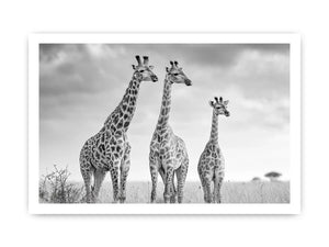 black white giraffe savanna canvas