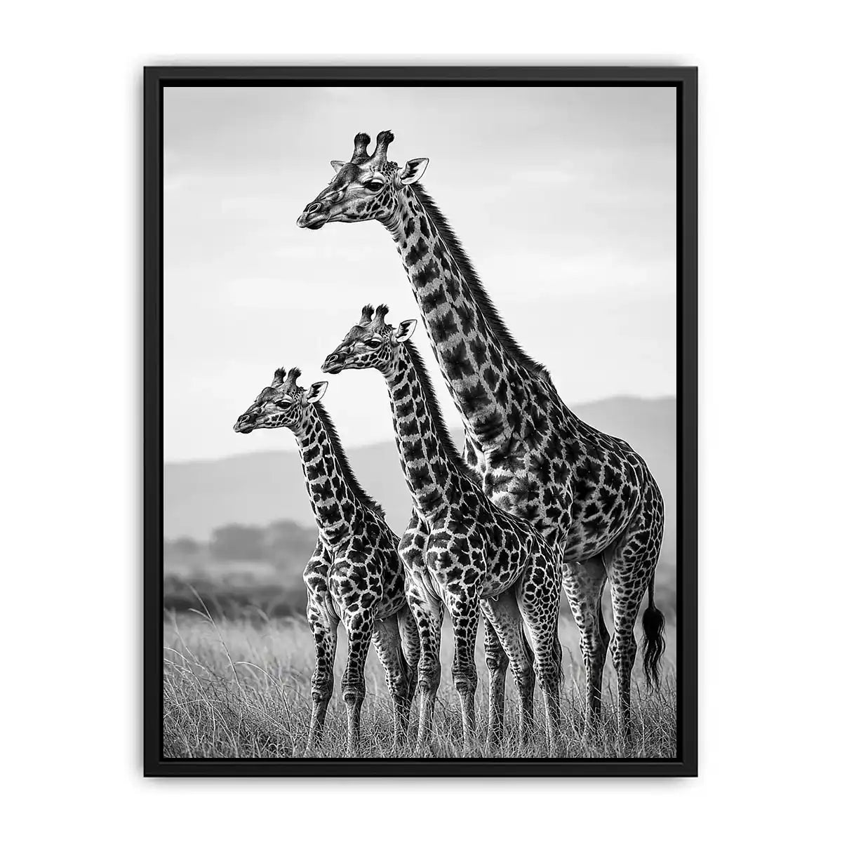 black white giraffe family canvas