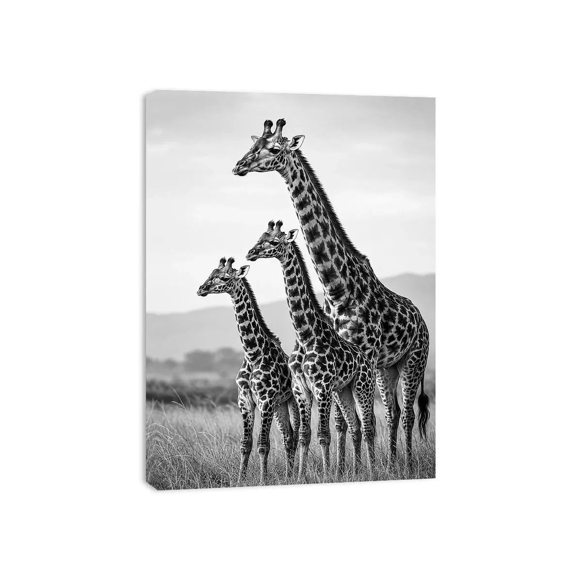 black white giraffe family canvas