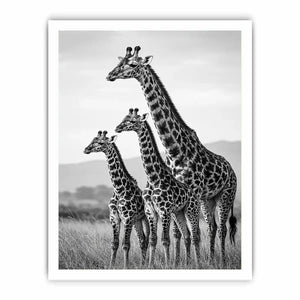 black white giraffe family canvas