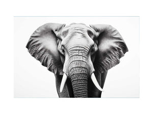 Elephant White And Black  