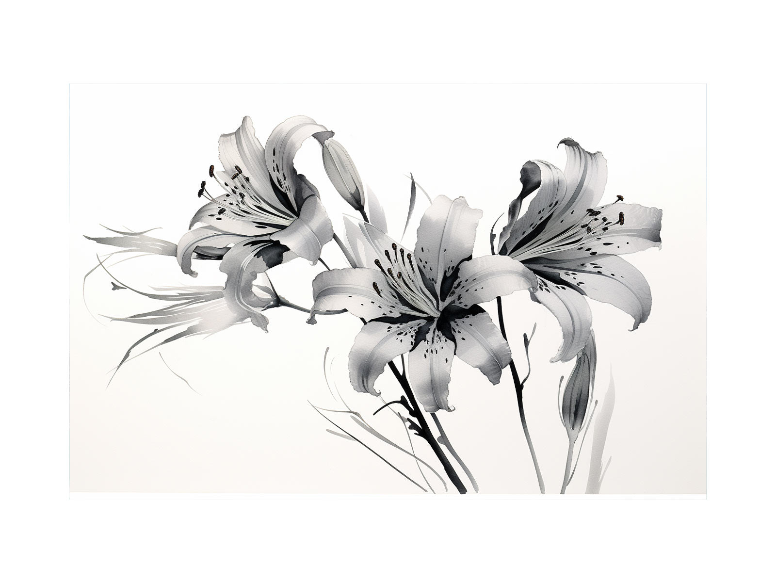 Amaryllis Floral  