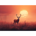 Morning Stag  