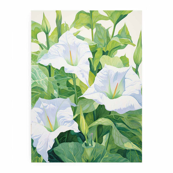 Jimson Weed 