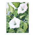 Jimson Weed  