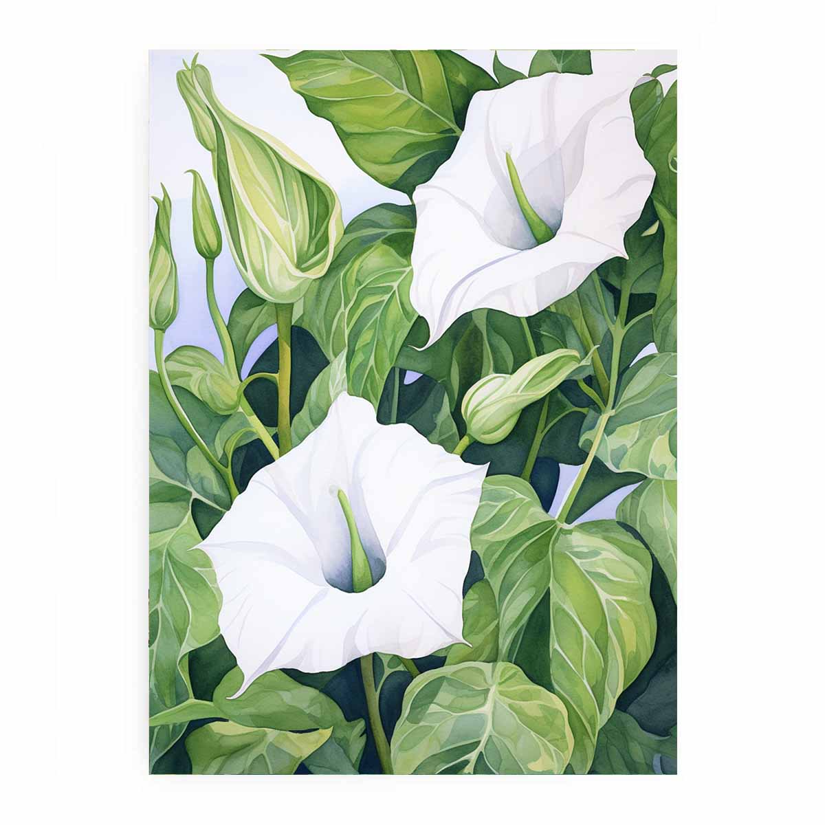 Jimson Weed  