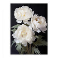 White Coral Peony Flower 