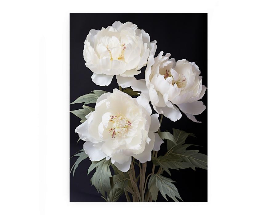 White Coral Peony Flower 