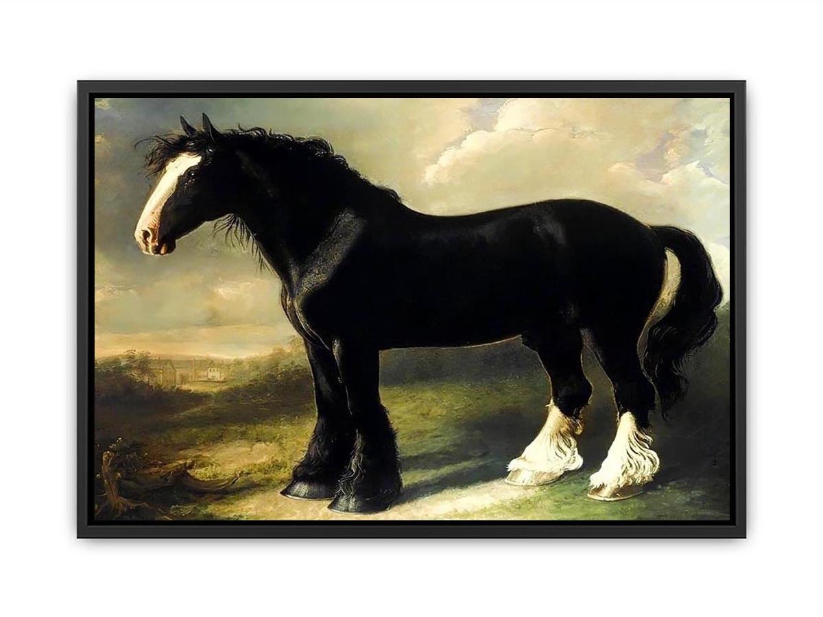 Old English Black Horse Canvas Print