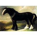 Old English Black Horse by WILLIAM SHIELS