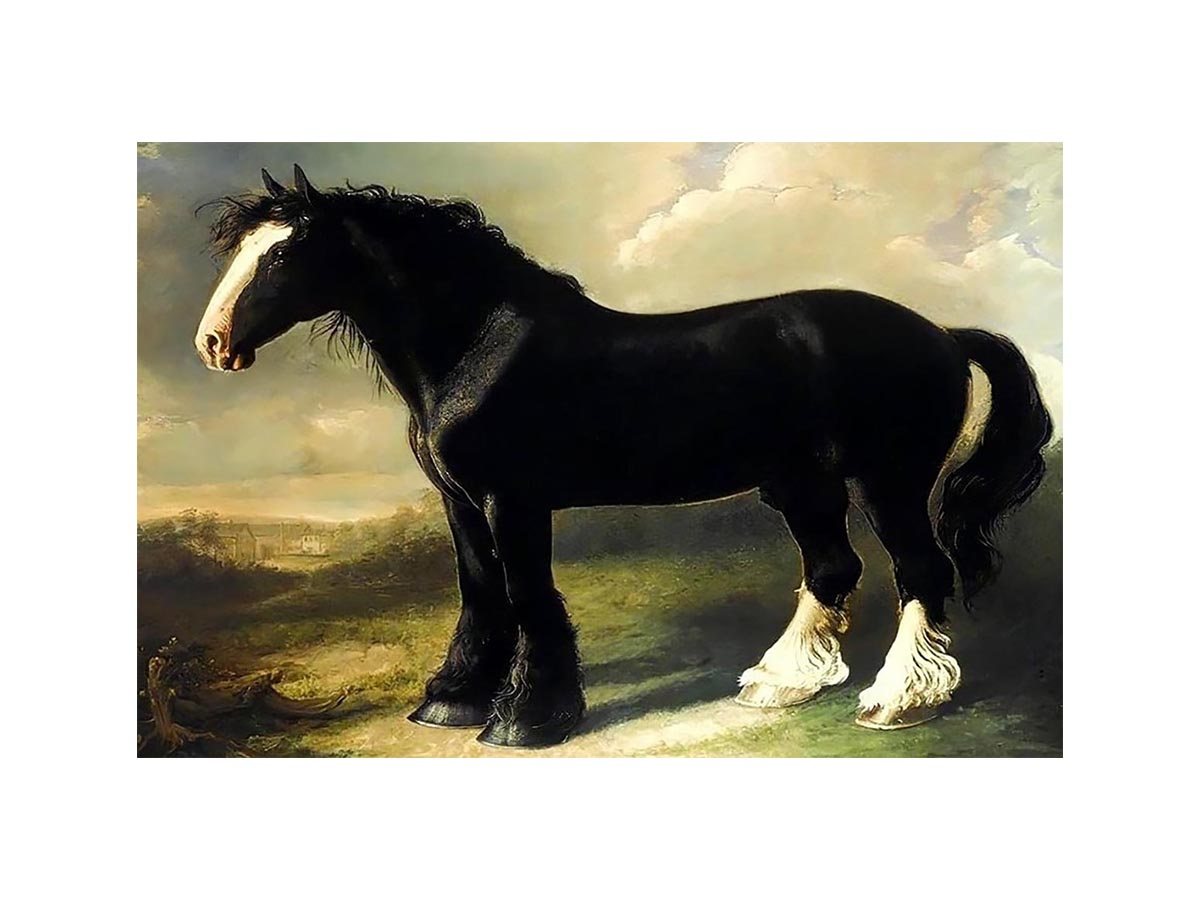 Old English Black Horse by WILLIAM SHIELS