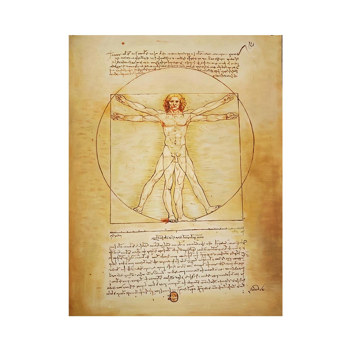 Vitruvian Man by Leonardo Da Vinci
